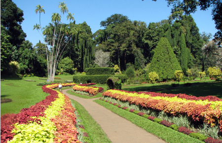 Royal Botanical Garden Kandy Sri Lanka