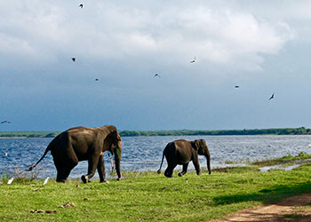Elephants at Menneriya National Park Sri Lanka