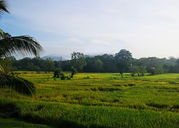 Rural Village Sri Lanka