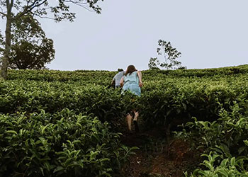 Tea Plantation at Nuwaraeliya Sri Lanka